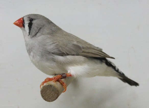 Grigio dorso chiaro (femmina)