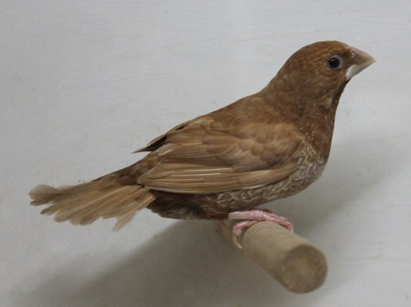 Rosso bruno (femmina)