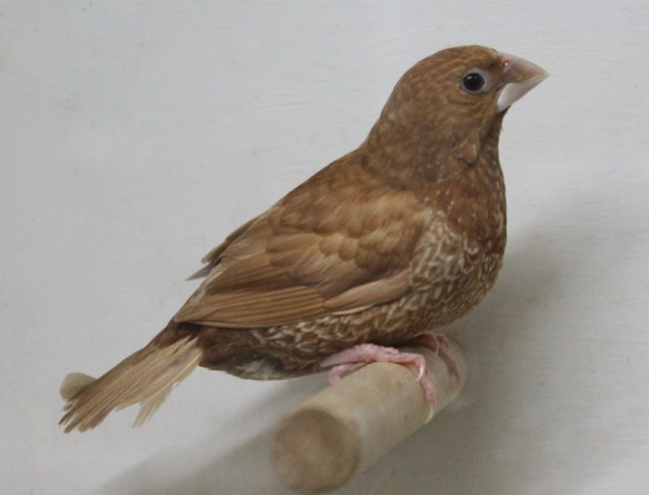 Rosso bruno (femmina)