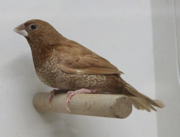 Rosso bruno (maschio)