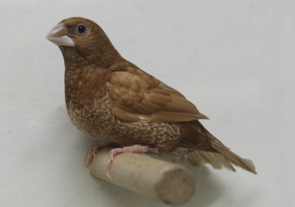 Rosso bruno (maschio)