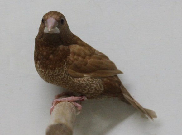 Rosso bruno (femmina)