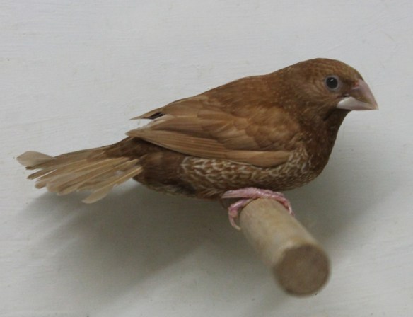 Rosso bruno (femmina)