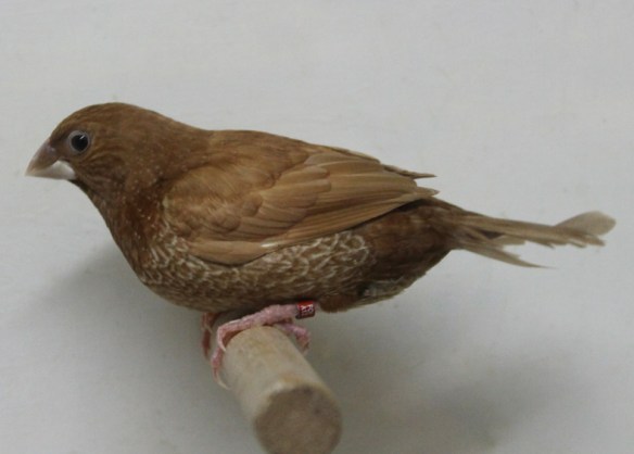 Rosso bruno (femmina)