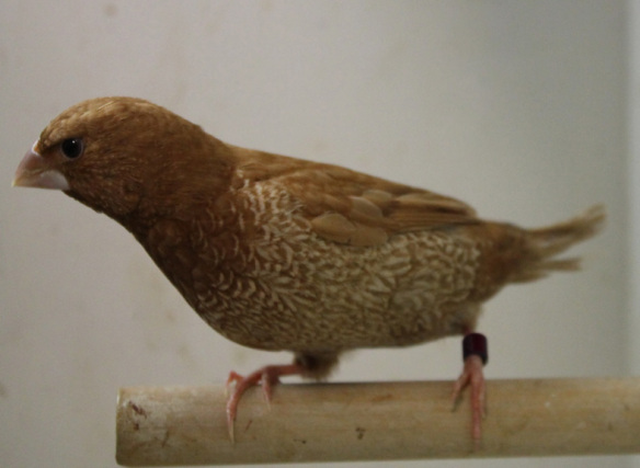 Rosso bruno (maschio)