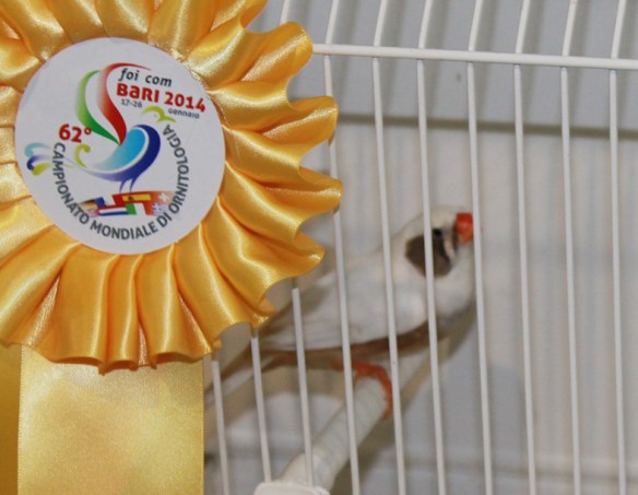 Campionato Mondiale 2014 (1° class. cat. guancia tutti)