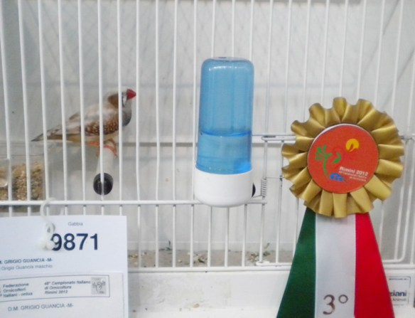 Campionato Italiano Rimini 2012 (3° class. guancia maschio)