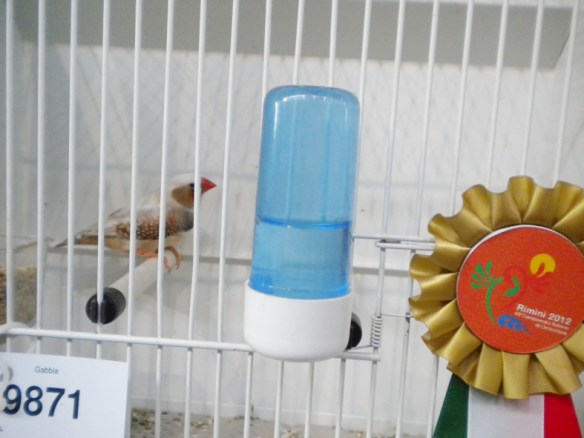 Campionato Italiano Rimini 2012 (3° class. guancia maschio)