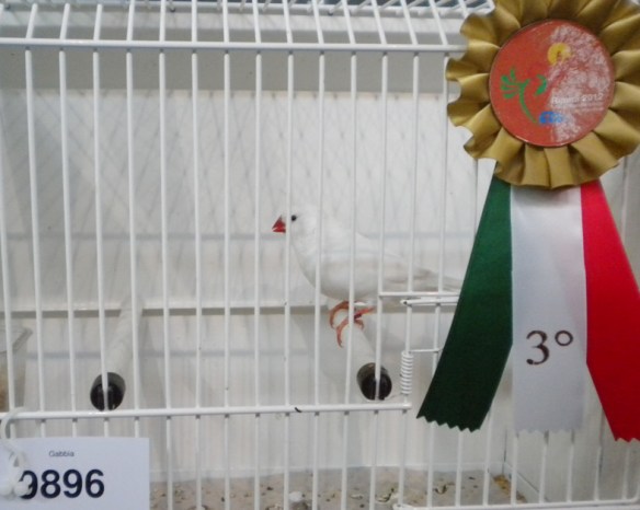 Campionato Italiano Rimini 2012 (3° class. maschio)