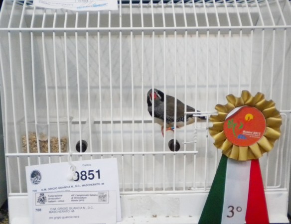 Campionato Italiano Rimini 2012 (1° class. guancia nera femmina)