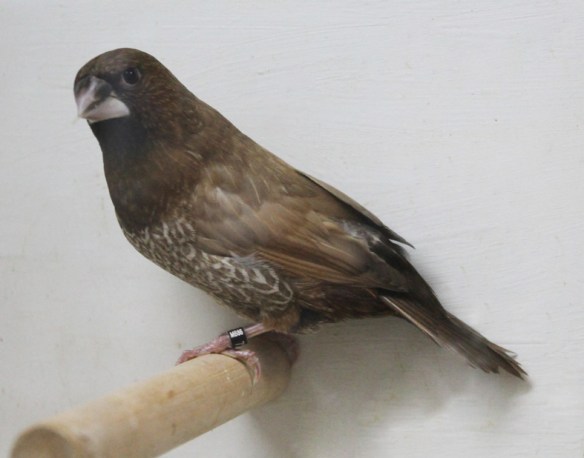 Moka bruno (femmina)