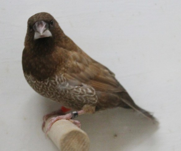 Moka bruno (maschio)