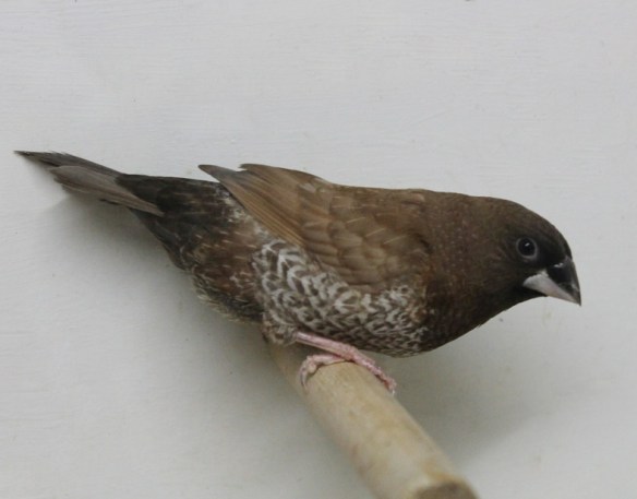 Moka bruno (maschio)