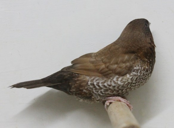 Moka bruno (maschio)