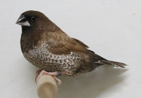 Moka bruno (maschio)