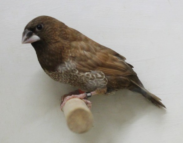 Moka bruno (maschio)