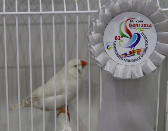 Campionato Mondiale 2014 (2° class. Cat. altre mutazioni)