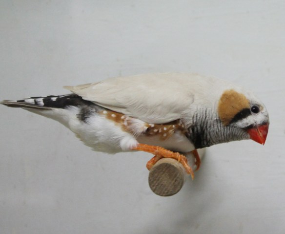 Grigio mascherato o.r. (maschio)