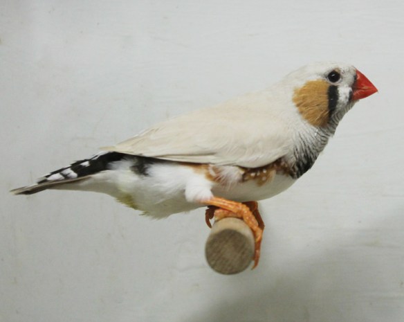 Grigio mascherato o.r. (maschio)