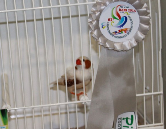 Campionato Mondiale 2014 (2° class. cat. feomelanico)