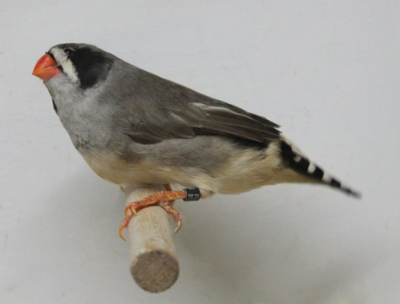 Grigio guancia nera (femmina)