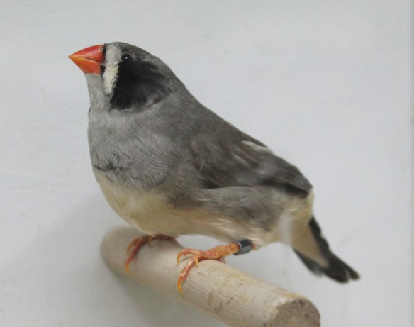 Grigio guancia nera (femmina)