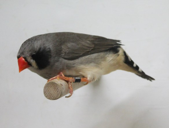 Grigio guancia nera (femmina)