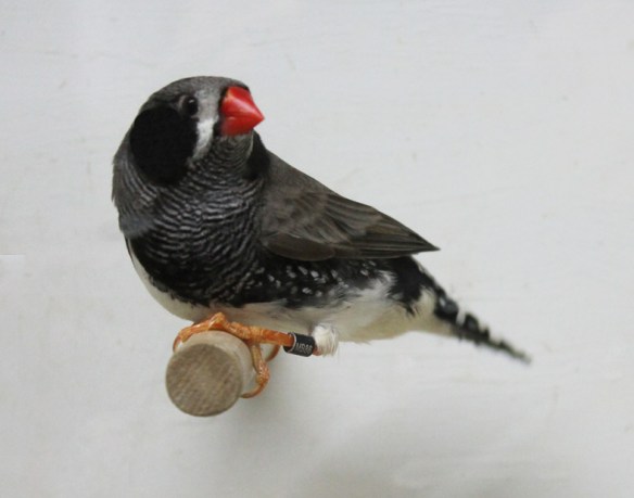 Grigio guancia nera (maschio)