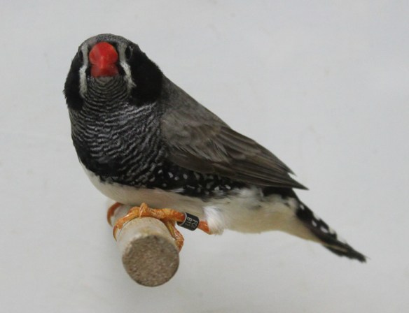 Grigio guancia nera (maschio)