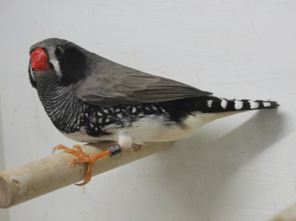 Grigio guancia nera (maschio)