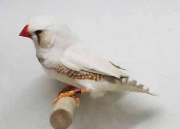 Grigio ino (maschio)