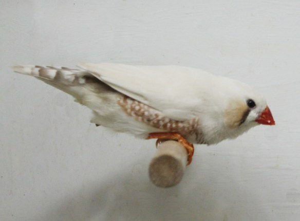 Grigio ino (maschio)