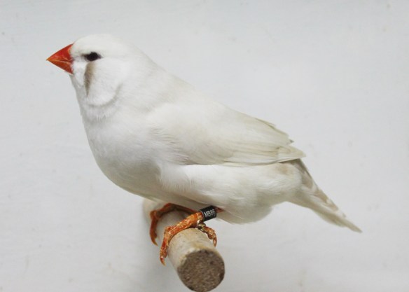 Grigio ino (femmina)