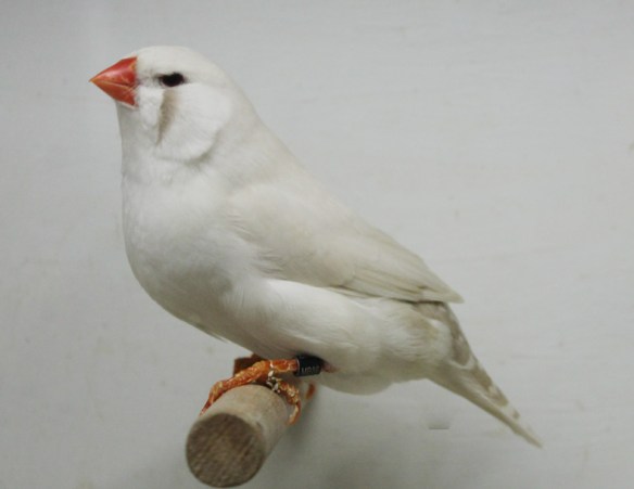 Grigio ino (femmina)