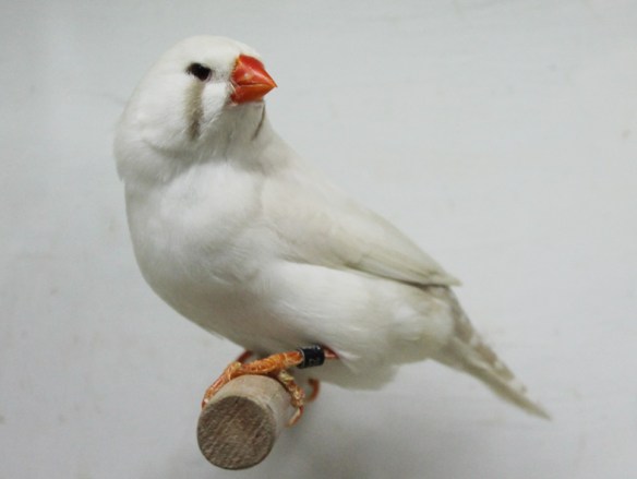 Grigio ino (femmina)