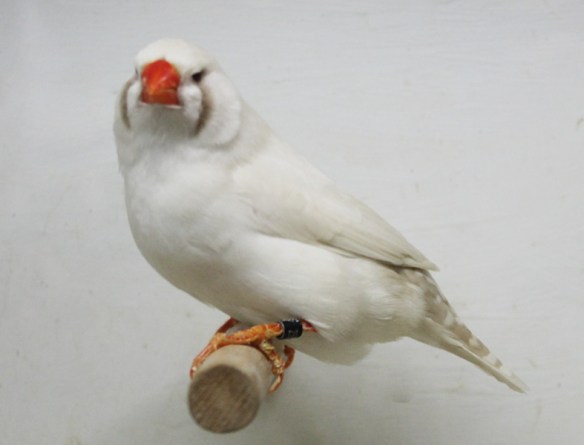 Grigio ino (femmina)