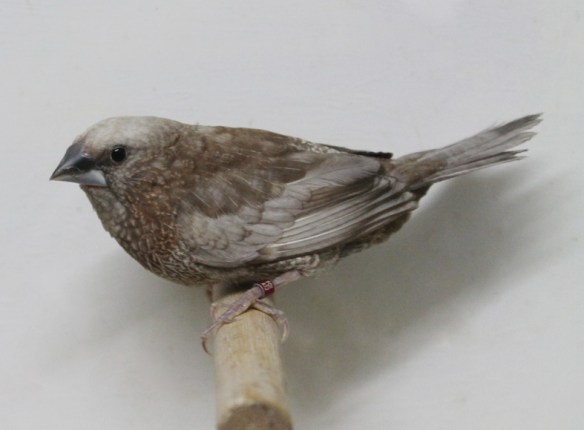 Perla bruno (maschio)