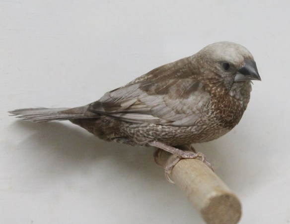 Perla bruno (maschio)