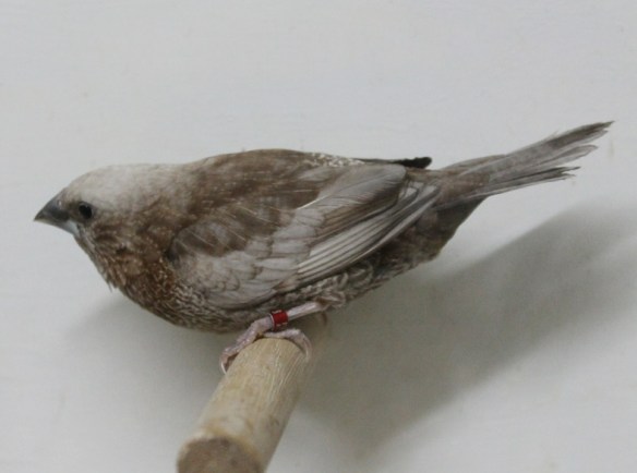 Perla bruno (maschio)