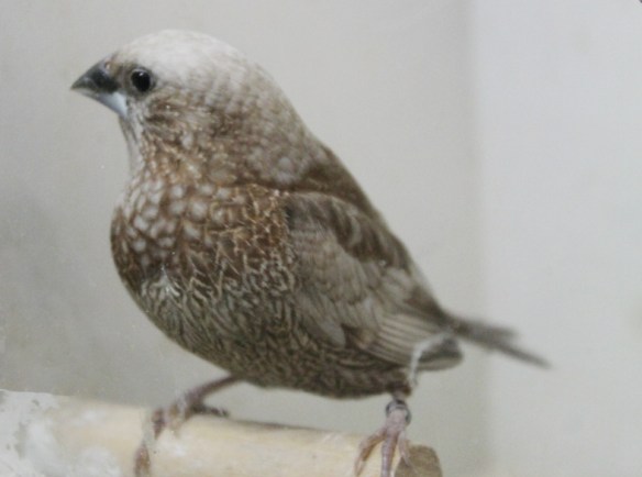 Perla bruno (maschio)