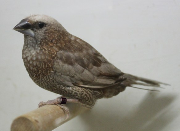 Perla bruno (maschio)