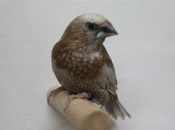 Perla bruno (maschio)