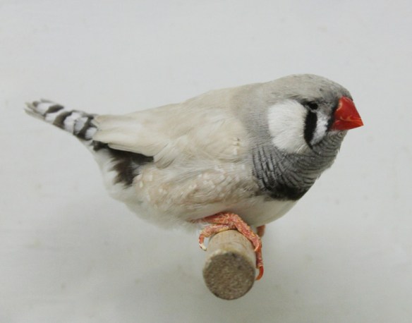 Grigio dorso chiaro diluito (maschio)