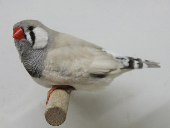 Grigio dorso chiaro diluito (maschio)