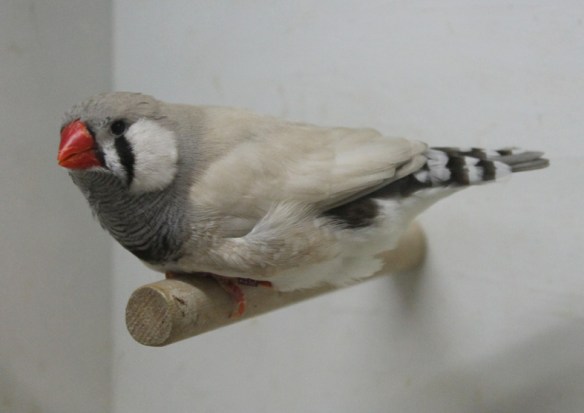 Grigio dorso chiaro diluito (maschio)