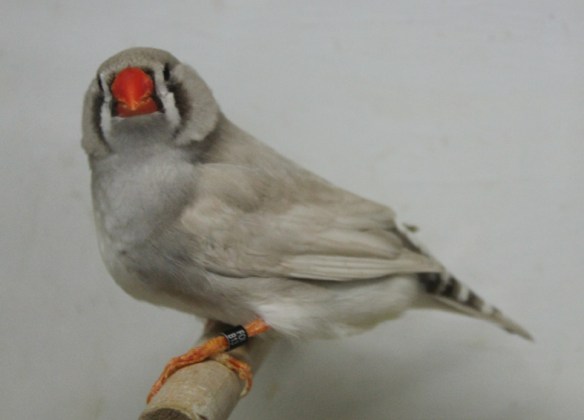 Grigio dorso chiaro diluito (femmina)