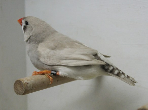 Grigio dorso chiaro diluito (femmina)