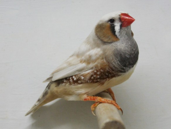 Grigio guancia (maschio)