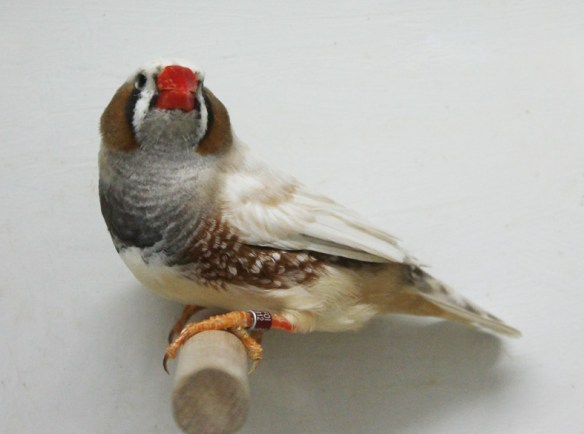 Grigio guancia (maschio)