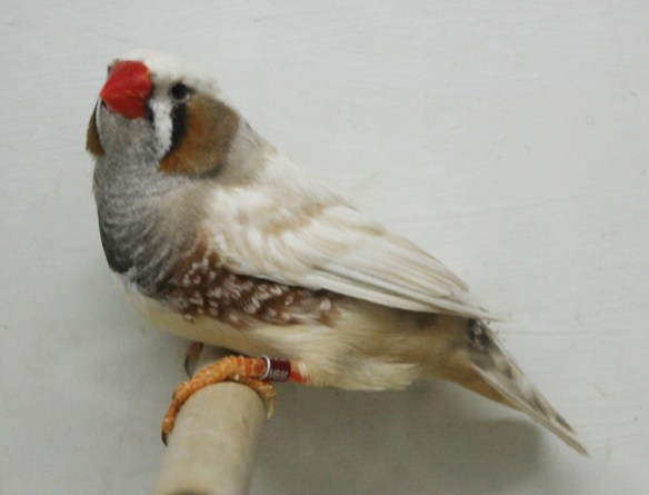 Grigio guancia (maschio)